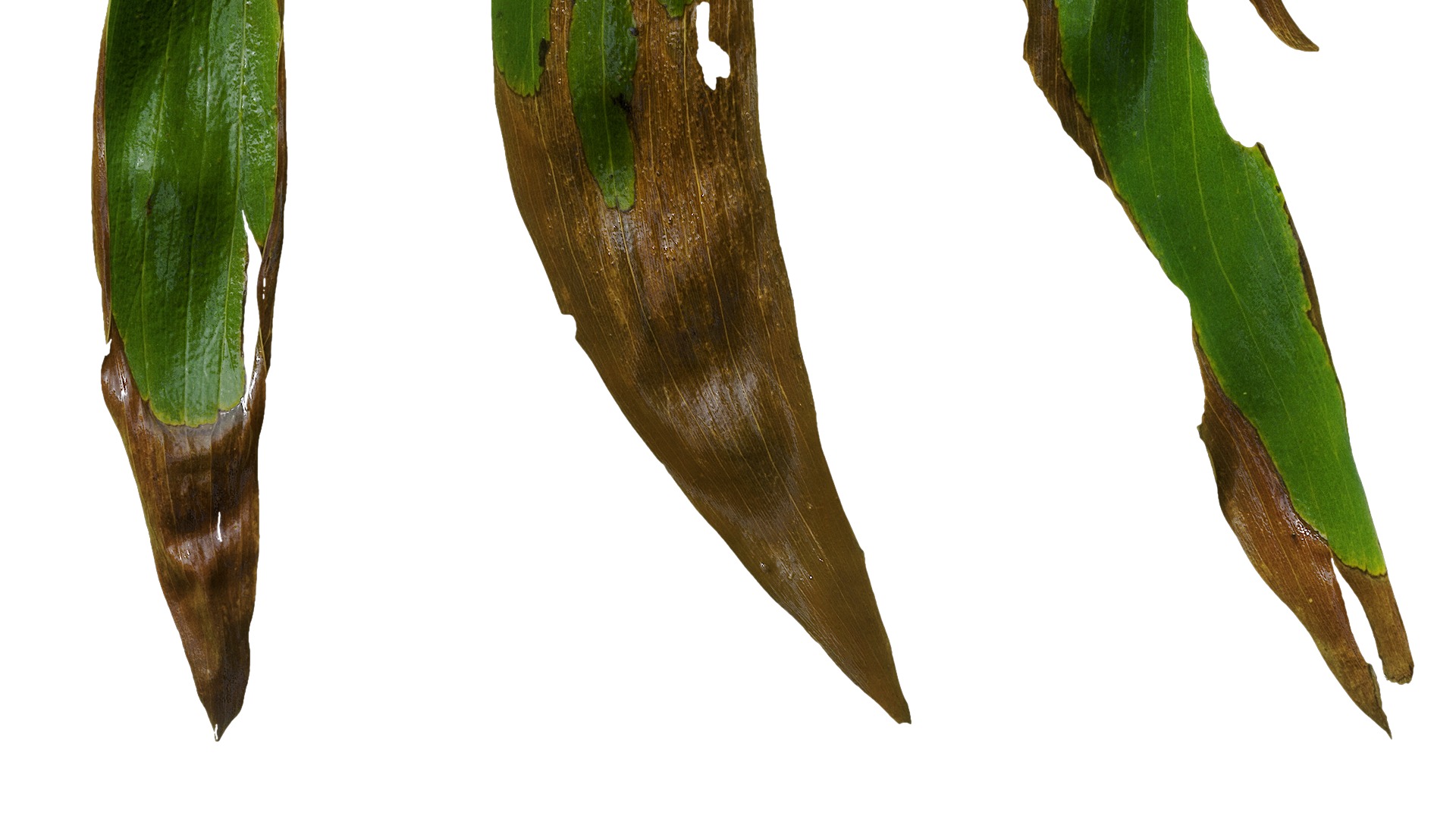 Acacia confusa Low-poly 3D model_13