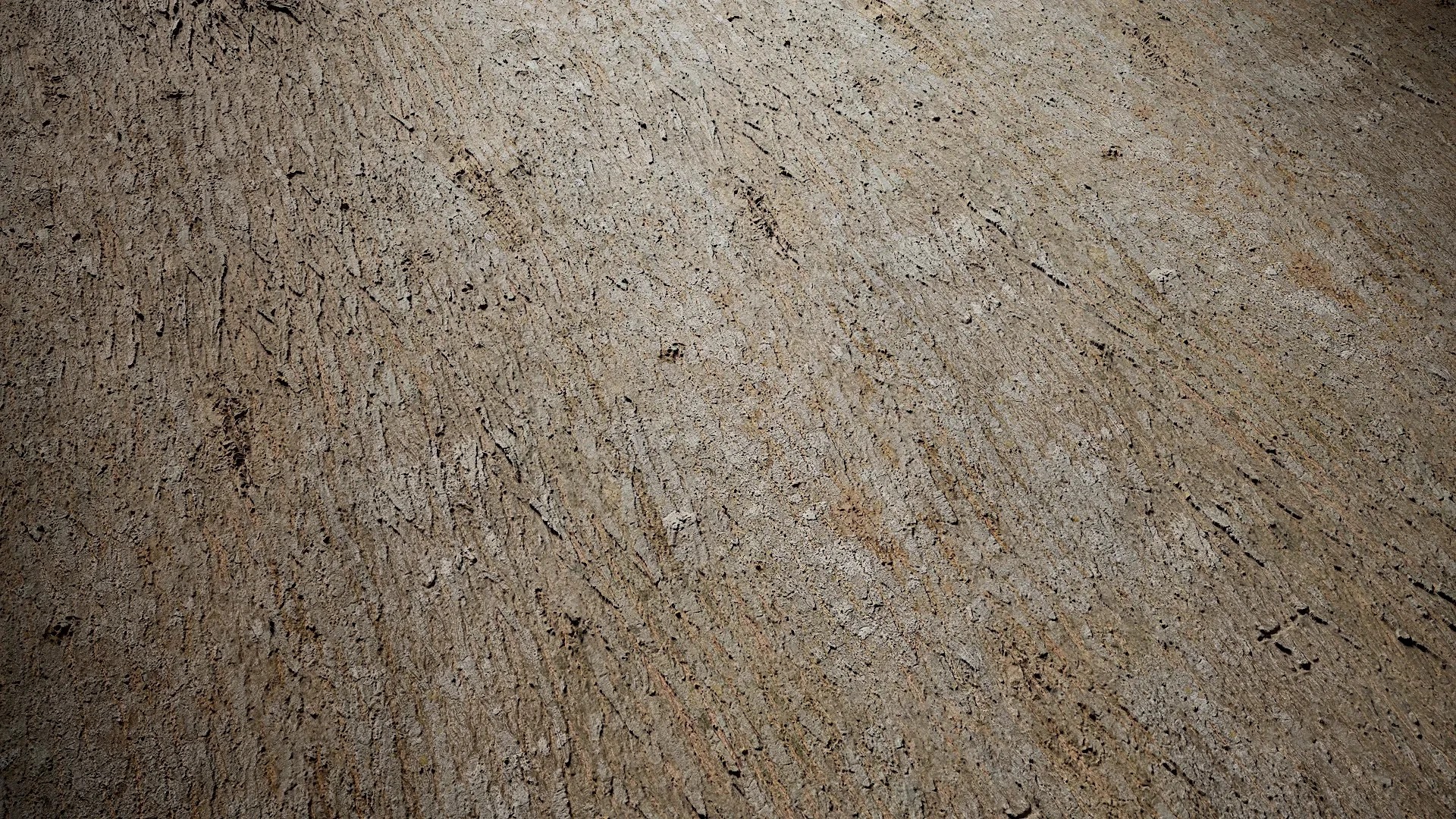 Acacia confusa Low-poly 3D model_1