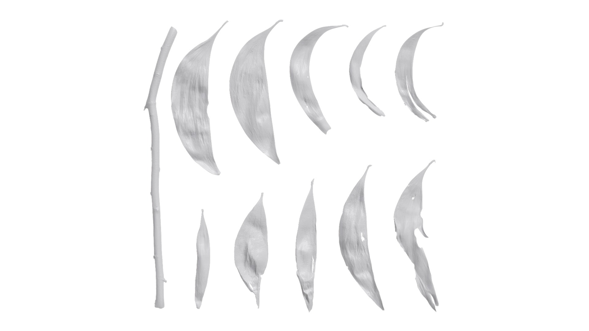 Acacia confusa Low-poly 3D model_14