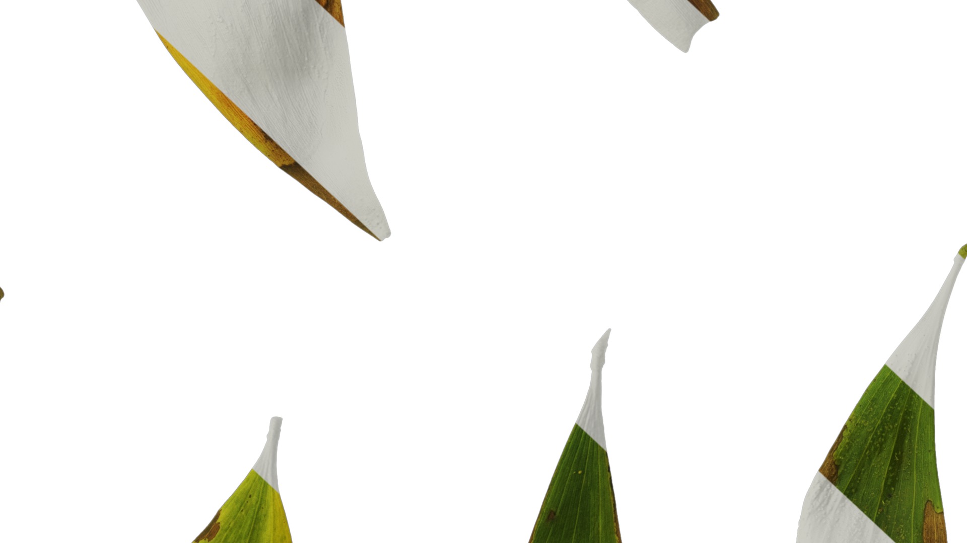 Acacia confusa Low-poly 3D model_22