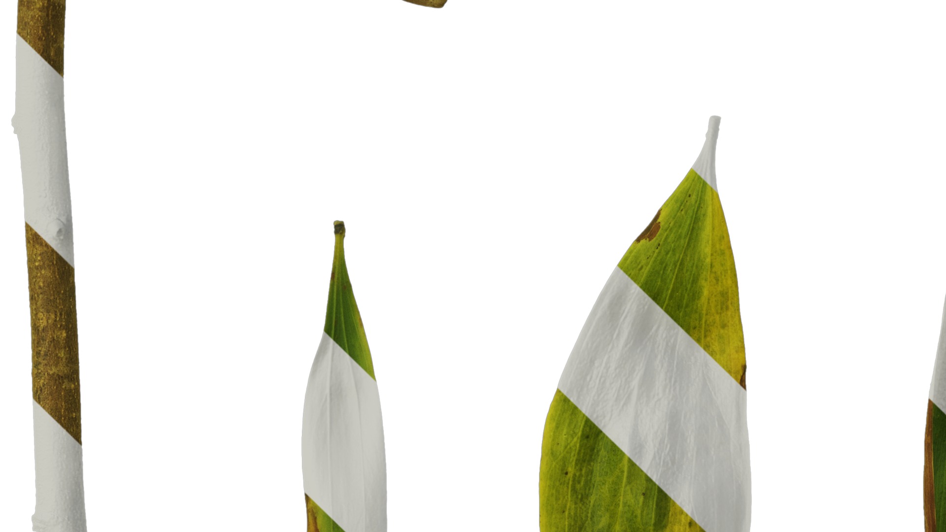 Acacia confusa Low-poly 3D model_20