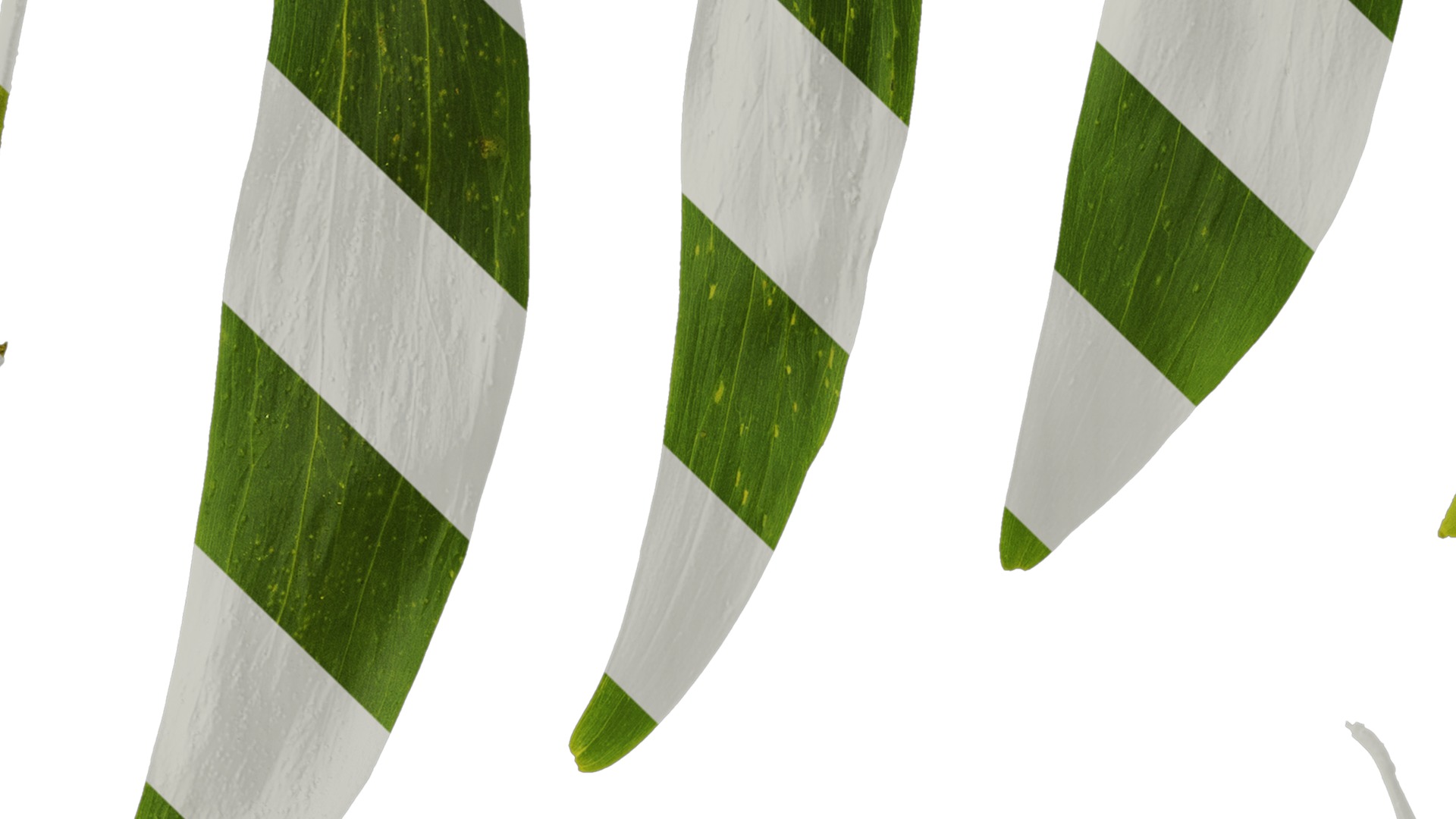 Acacia confusa Low-poly 3D model_8