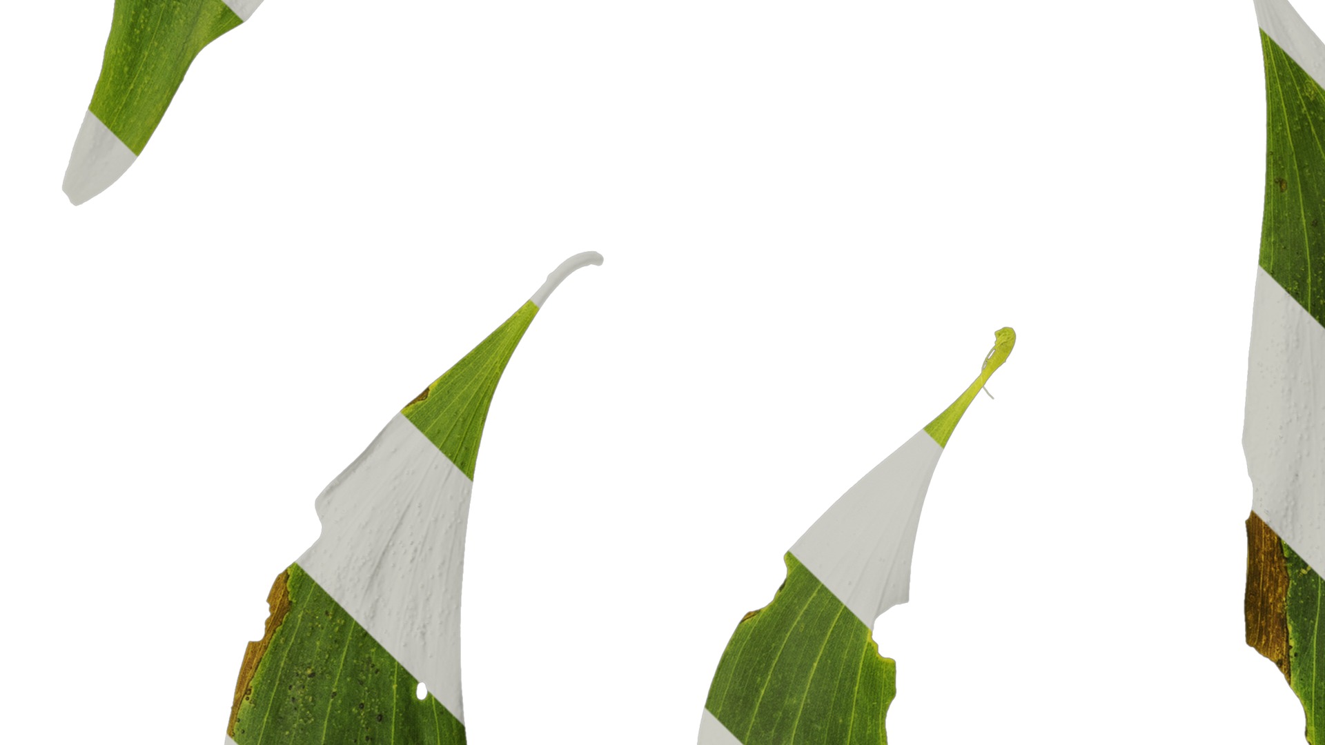 Acacia confusa Low-poly 3D model_10