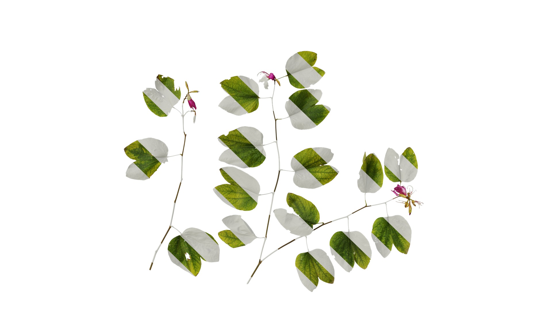 Bauhinia variegata Low-poly 3D model_30