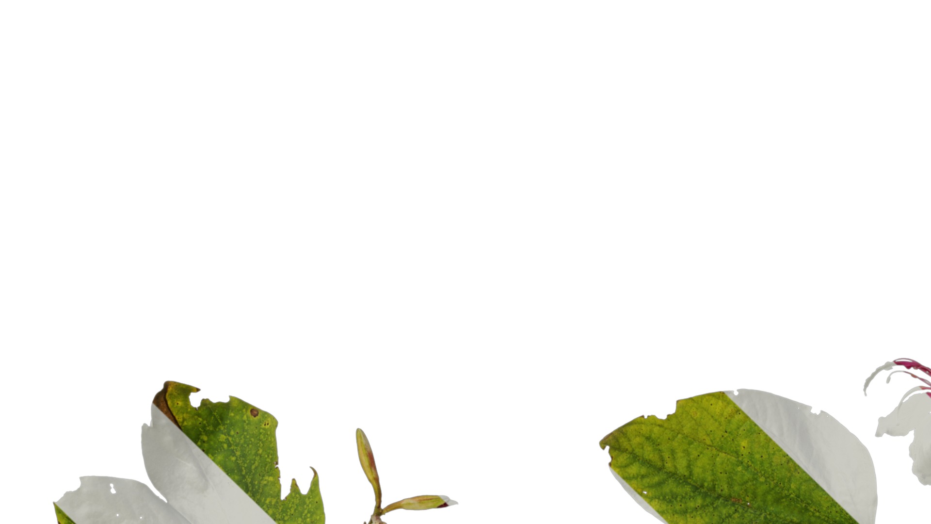 Bauhinia variegata Low-poly 3D model_31