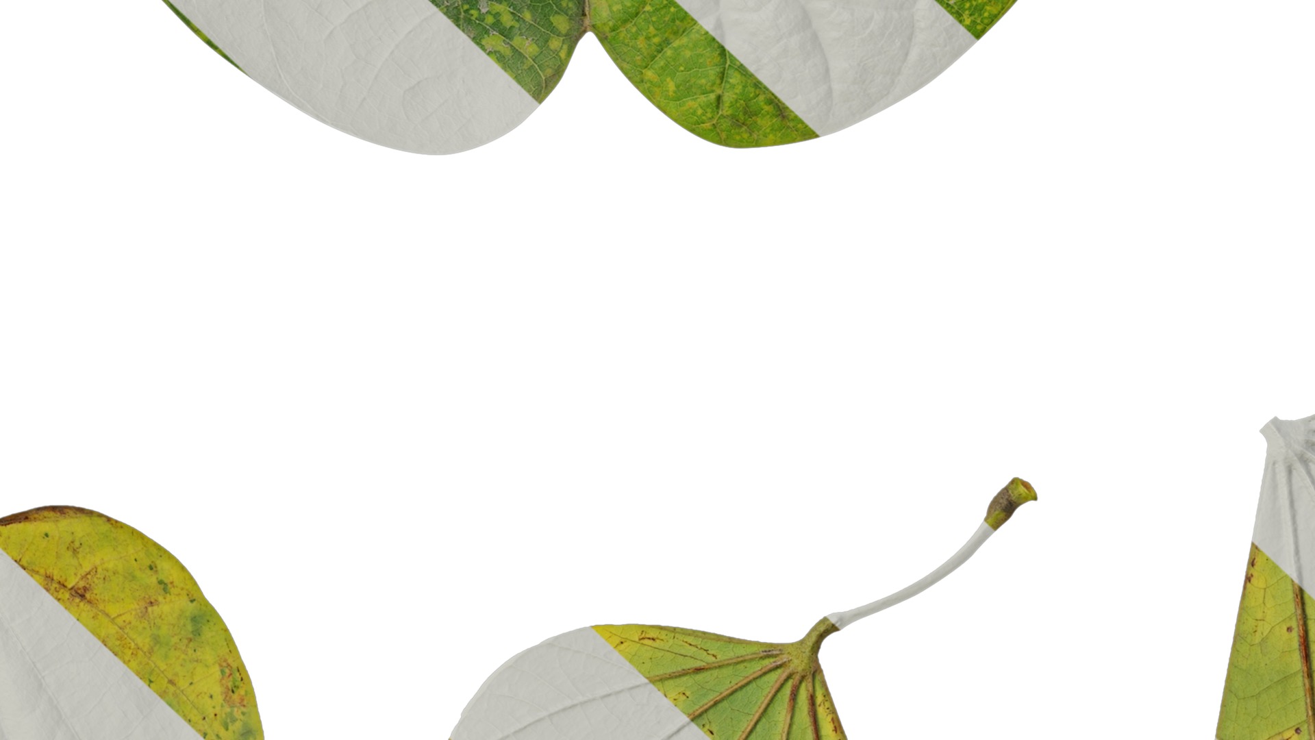 Bauhinia variegata Low-poly 3D model_85