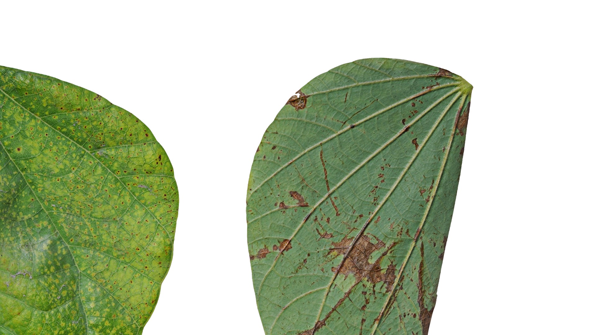 Bauhinia variegata Low-poly 3D model_76