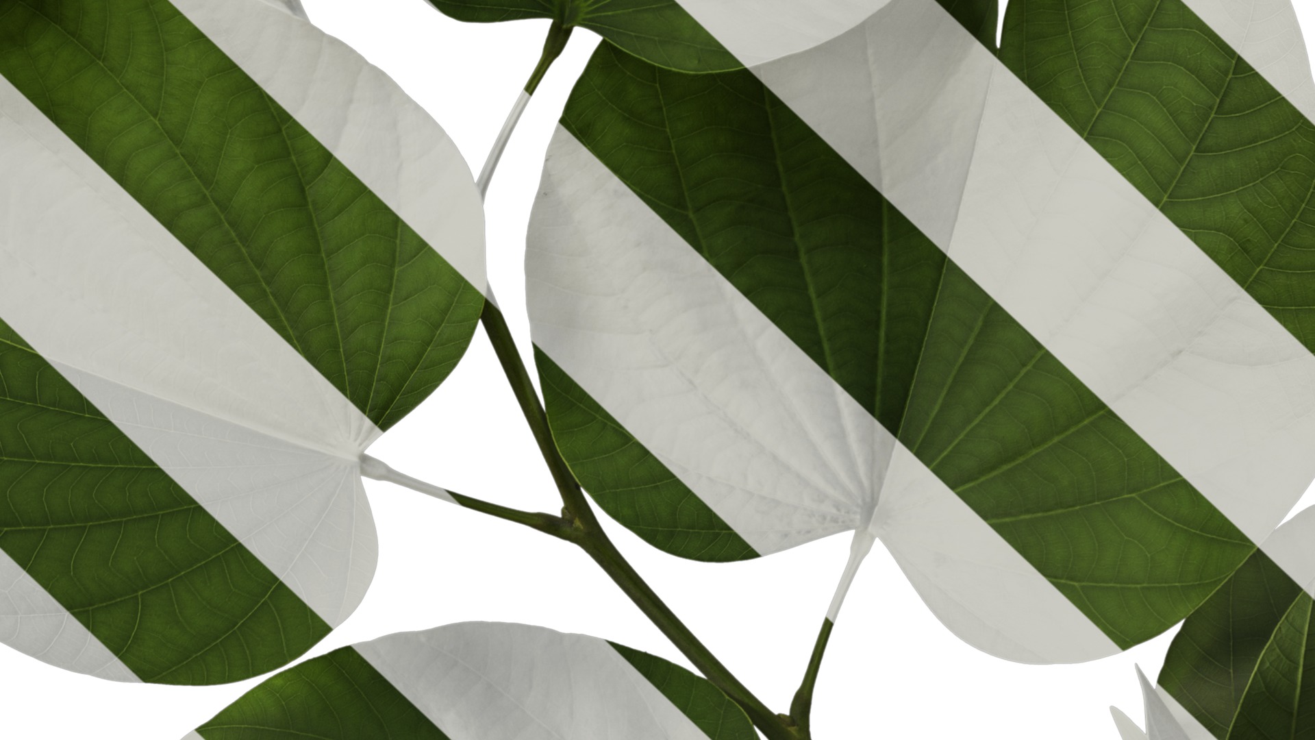 Bauhinia variegata Low-poly 3D model_19