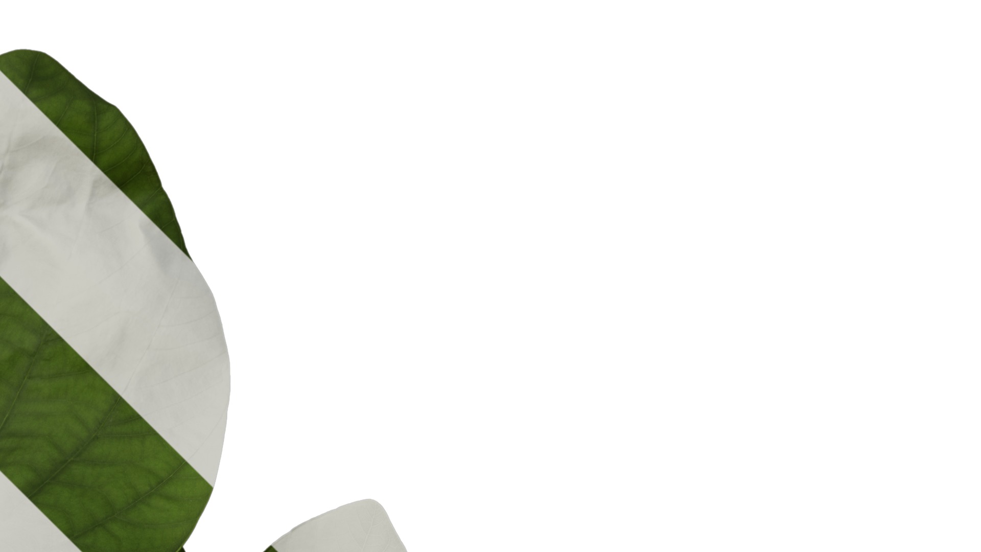 Bauhinia variegata Low-poly 3D model_14