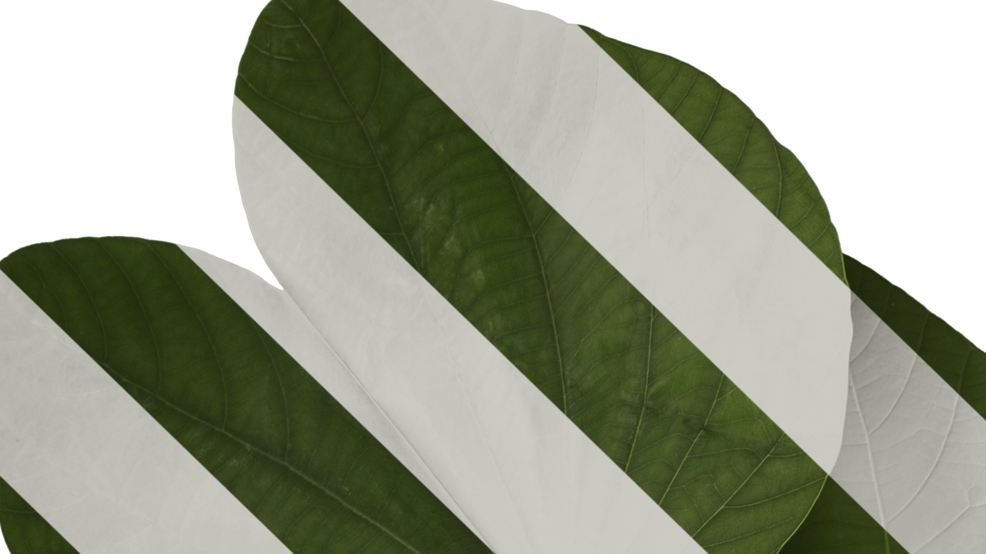 Bauhinia variegata Low-poly 3D model_3