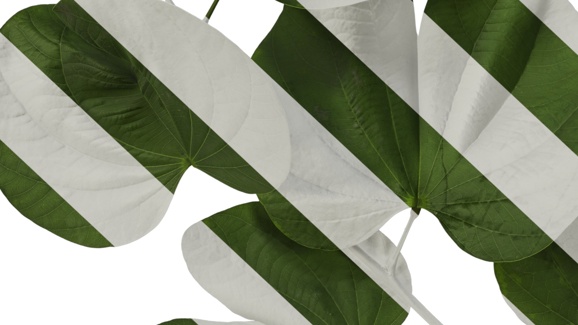 Bauhinia variegata Low-poly 3D model_28