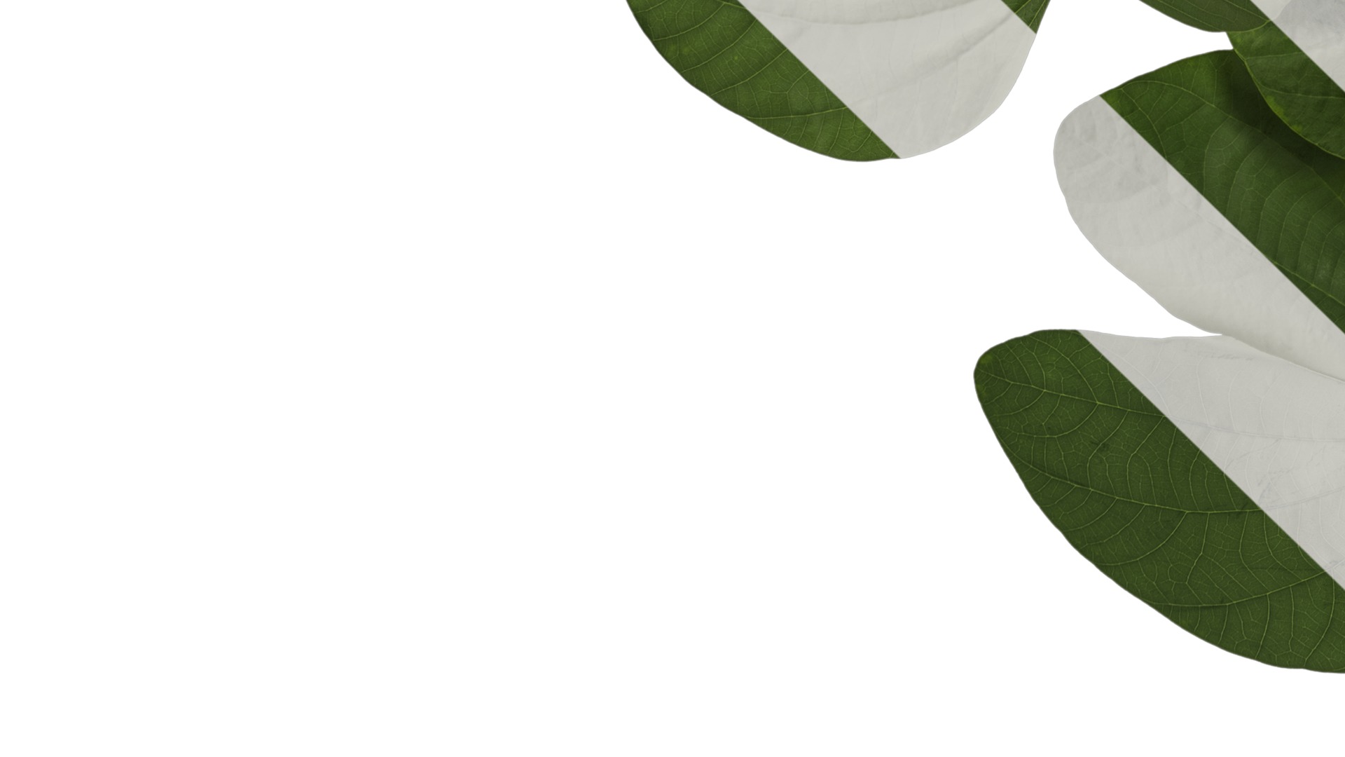 Bauhinia variegata Low-poly 3D model_26