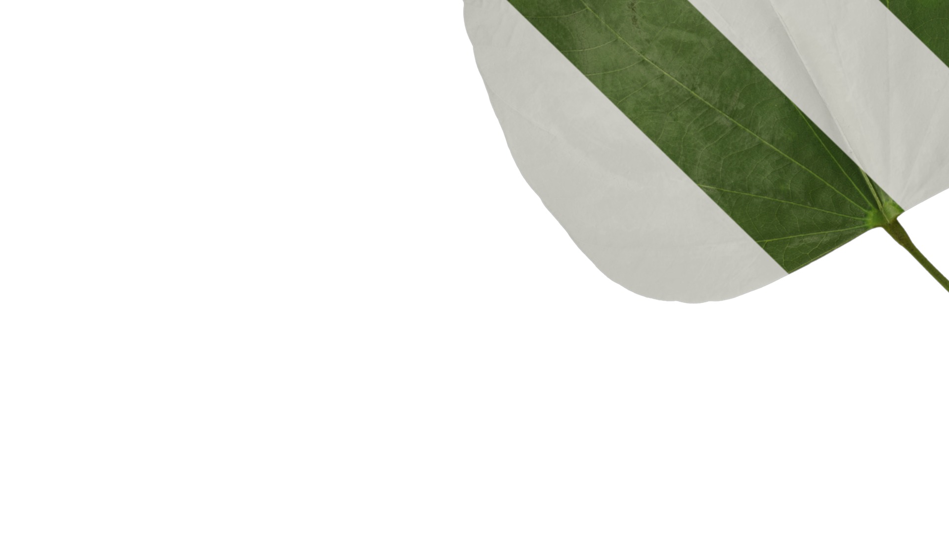 Bauhinia variegata Low-poly 3D model_91