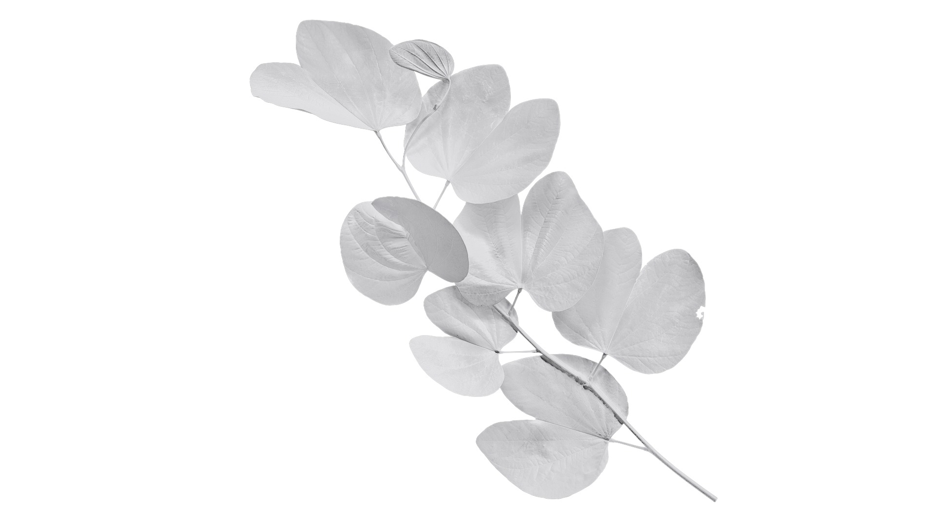 Bauhinia variegata Low-poly 3D model_20