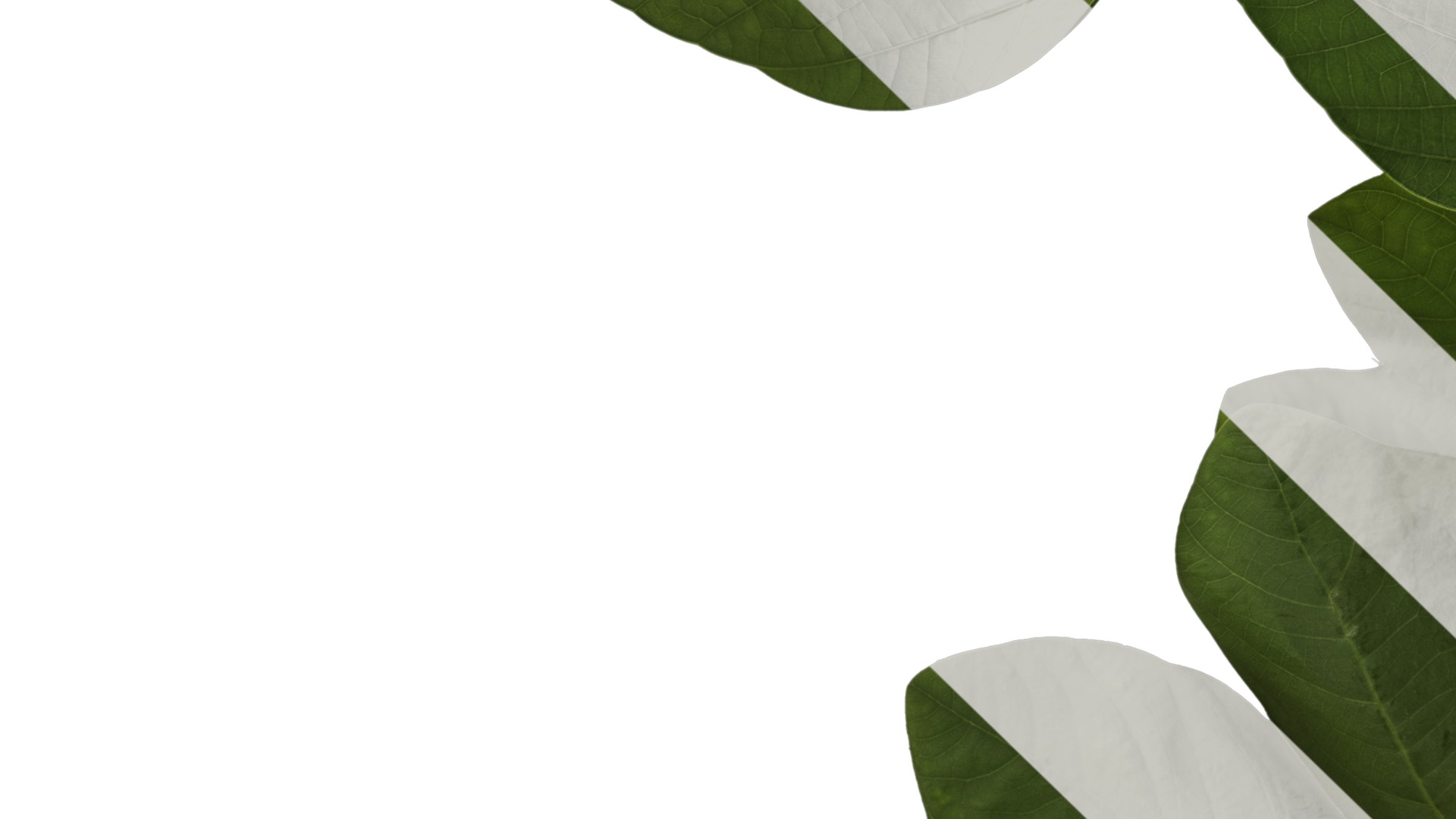 Bauhinia variegata Low-poly 3D model_7