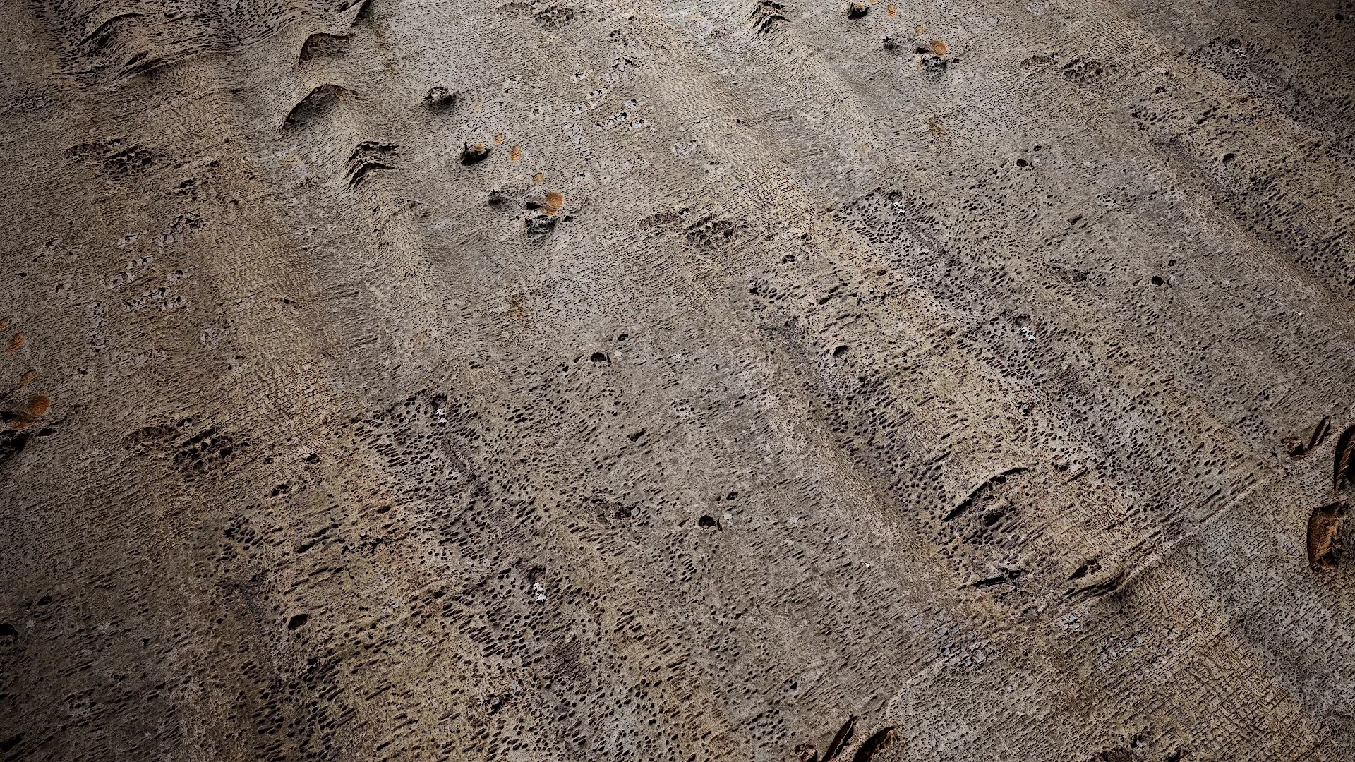 Bauhinia variegata Low-poly 3D model_38