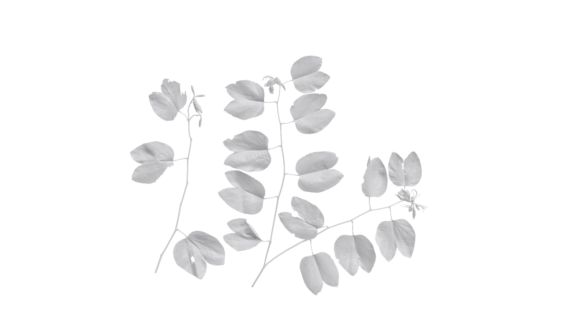 Bauhinia variegata Low-poly 3D model_29