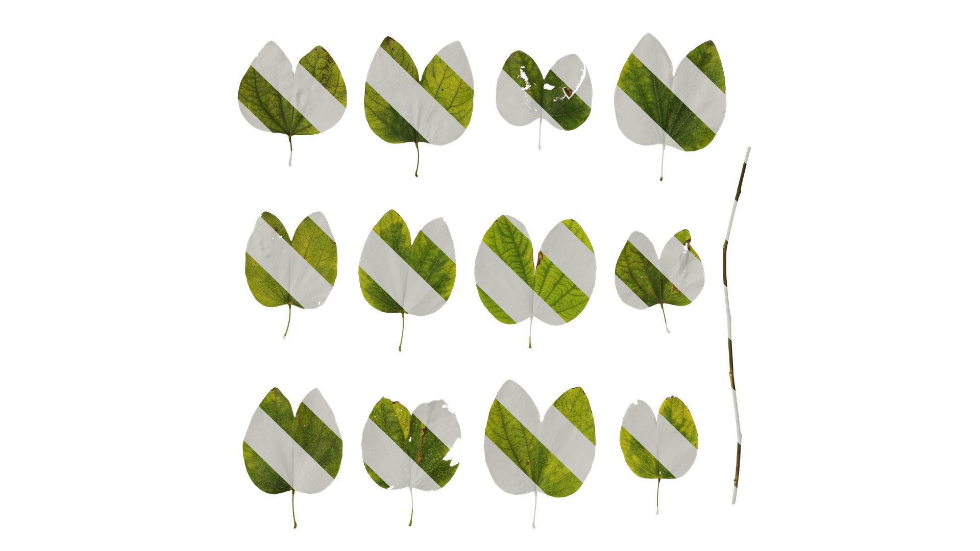 Bauhinia variegata Low-poly 3D model_97