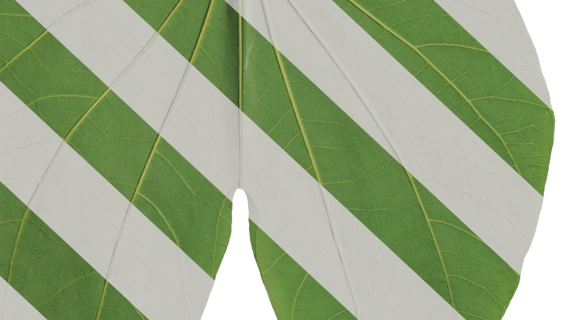 Bauhinia variegata Low-poly 3D model_65