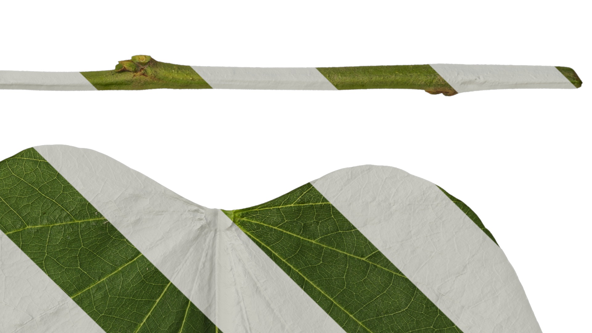 Bauhinia variegata Low-poly 3D model_72