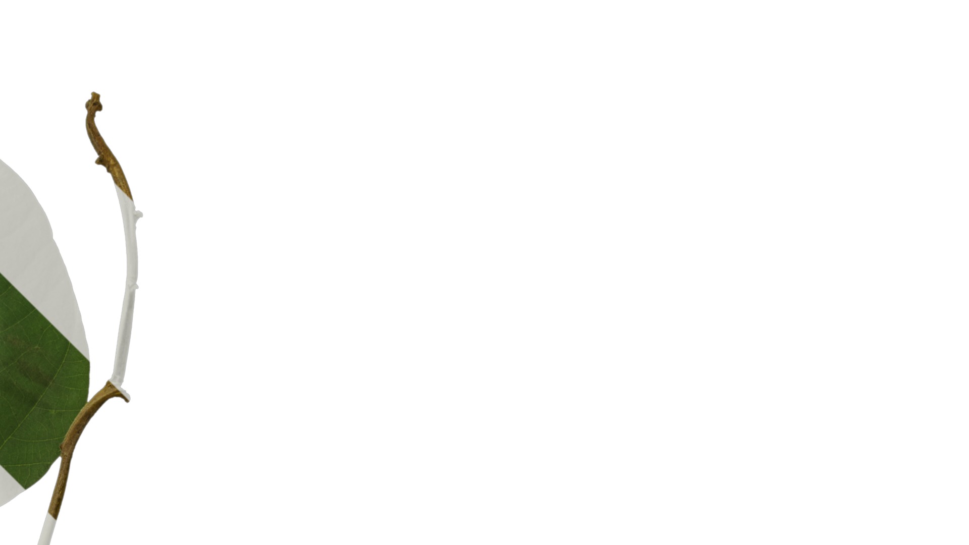 Bauhinia variegata Low-poly 3D model_90