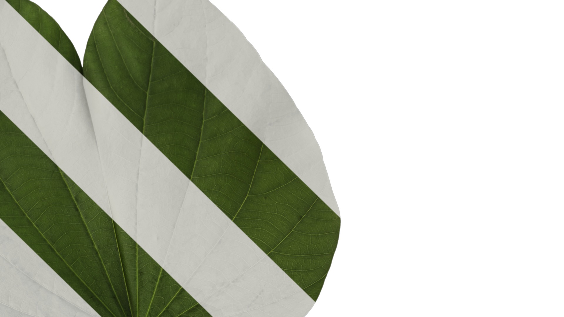 Bauhinia variegata Low-poly 3D model_6