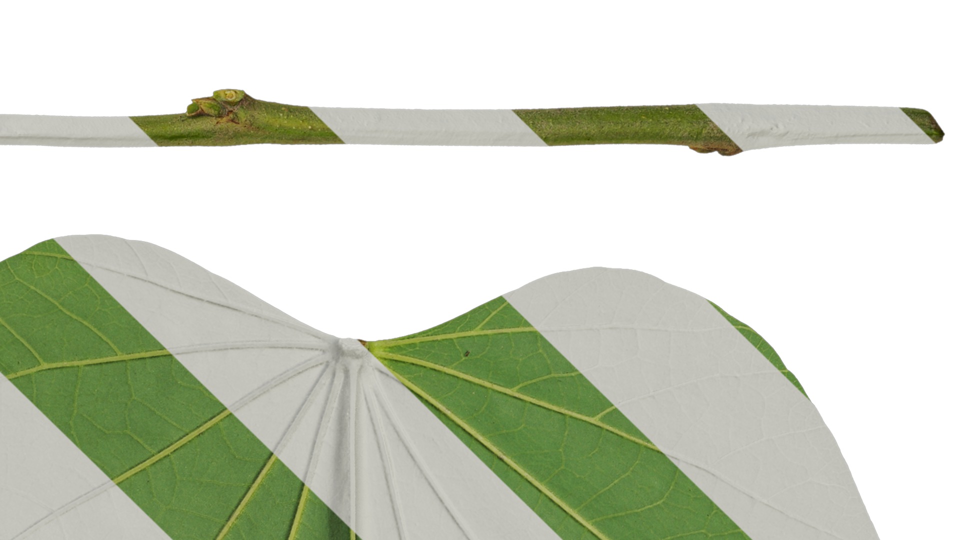 Bauhinia variegata Low-poly 3D model_63