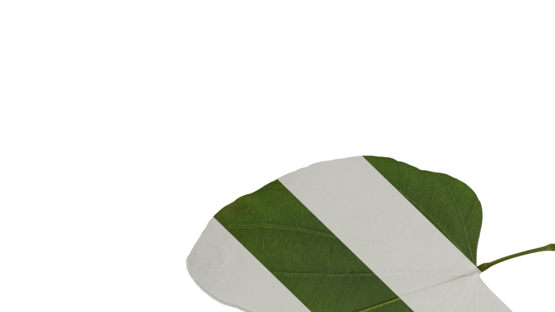 Bauhinia variegata Low-poly 3D model_93