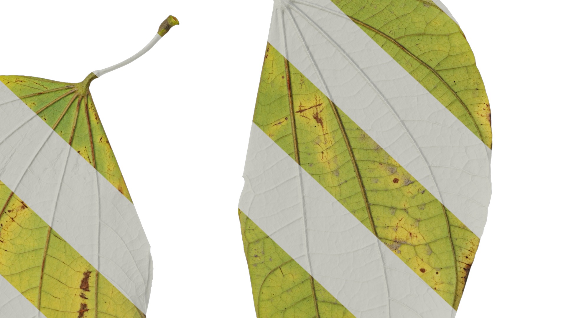 Bauhinia variegata Low-poly 3D model_84