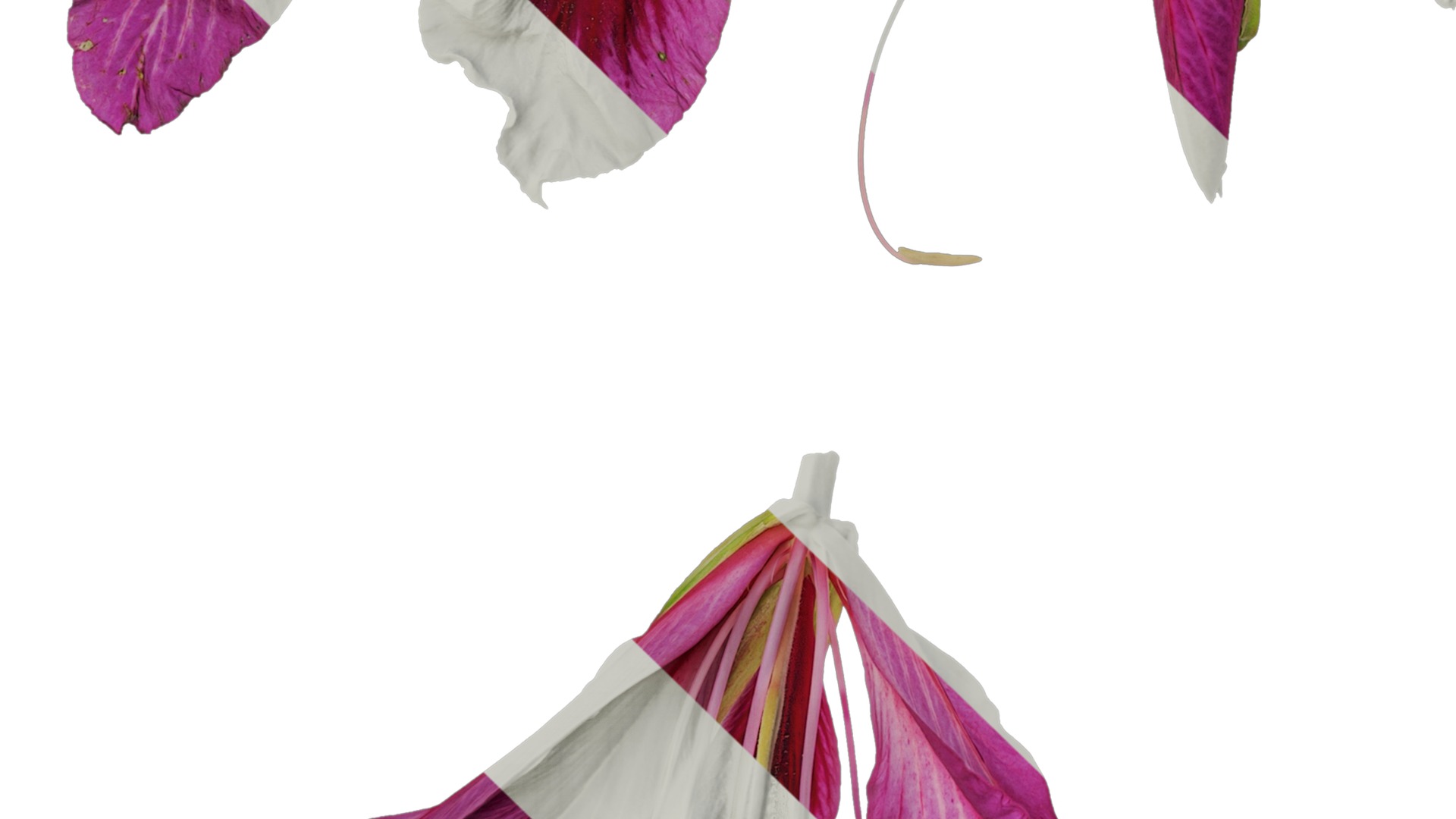 Bauhinia variegata Low-poly 3D model_55