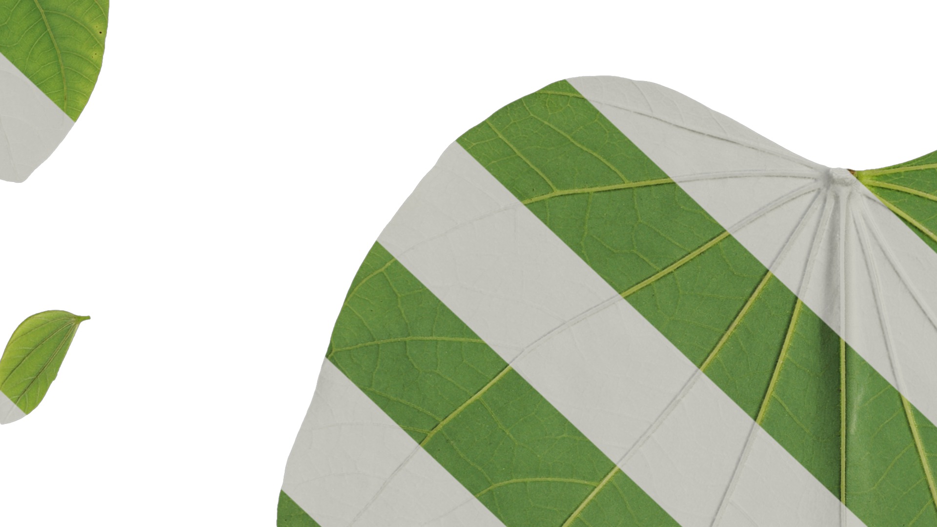 Bauhinia variegata Low-poly 3D model_66