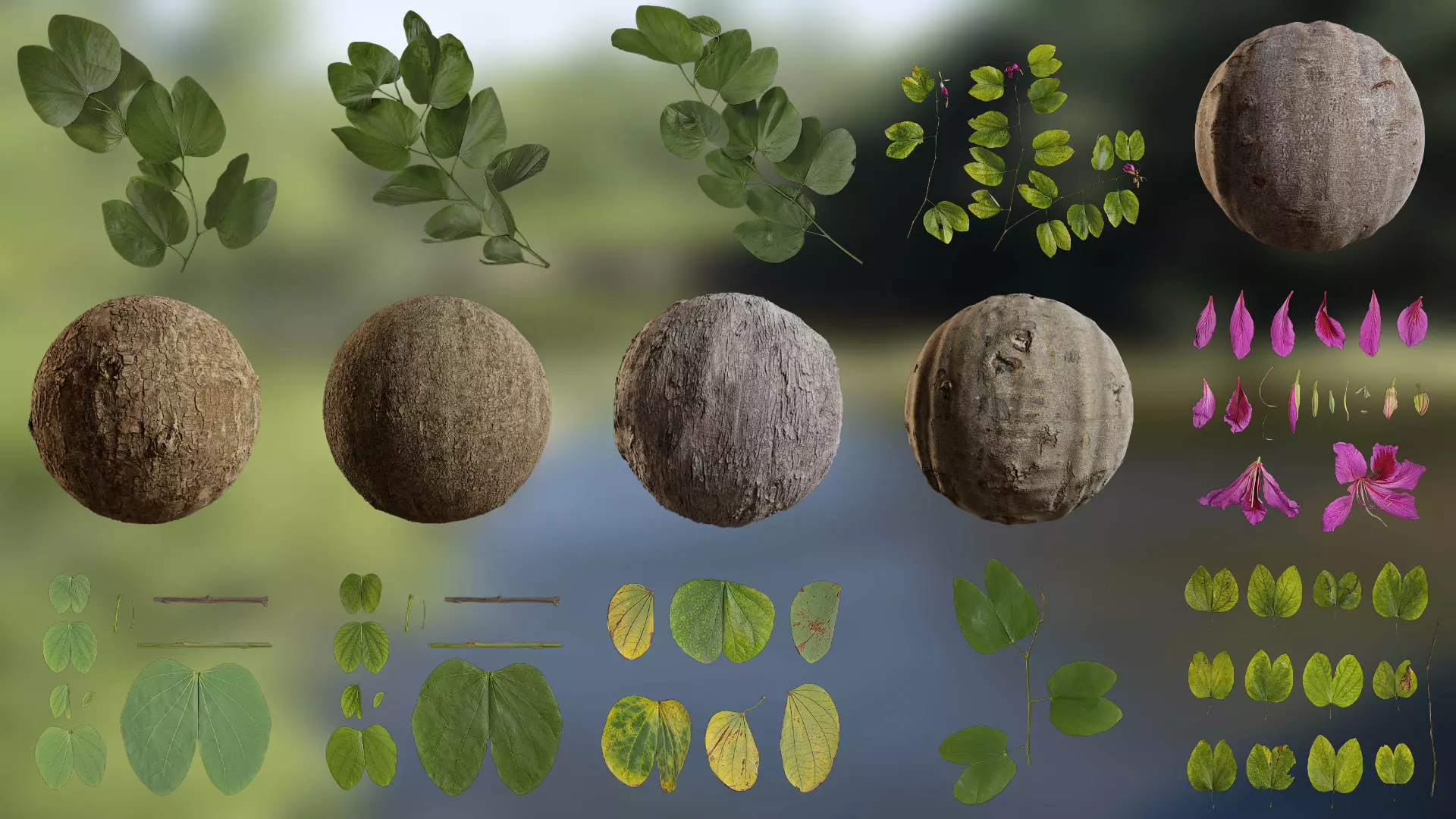 Bauhinia variegata Low-poly 3D model_0