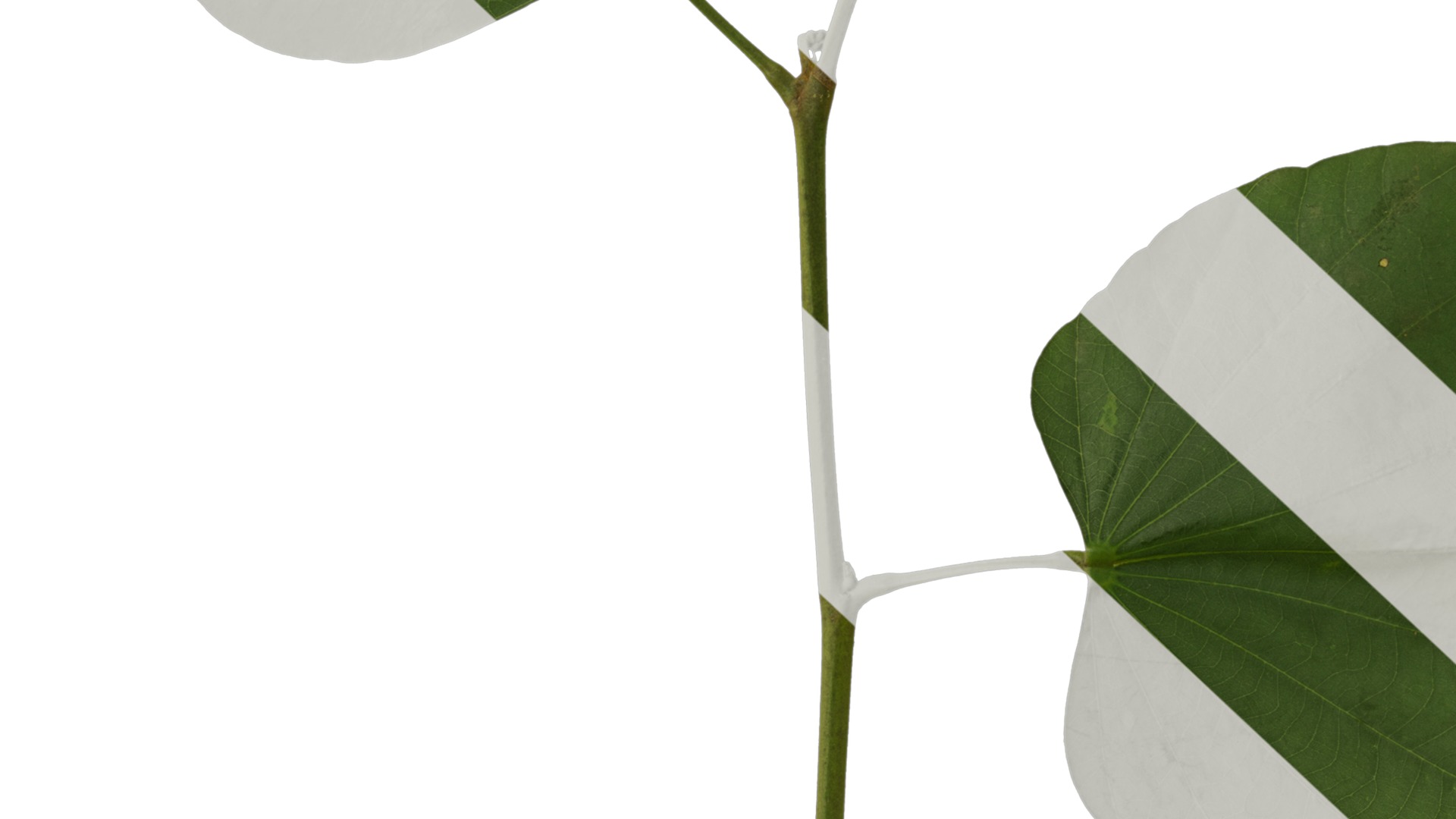 Bauhinia variegata Low-poly 3D model_95