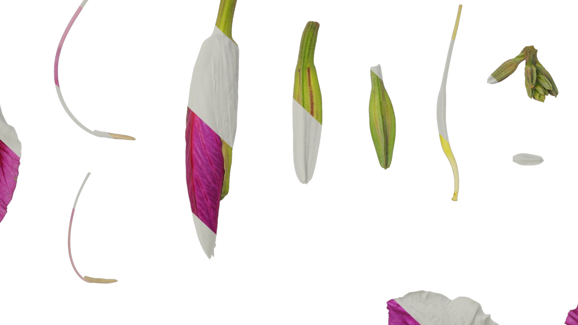 Bauhinia variegata Low-poly 3D model_57