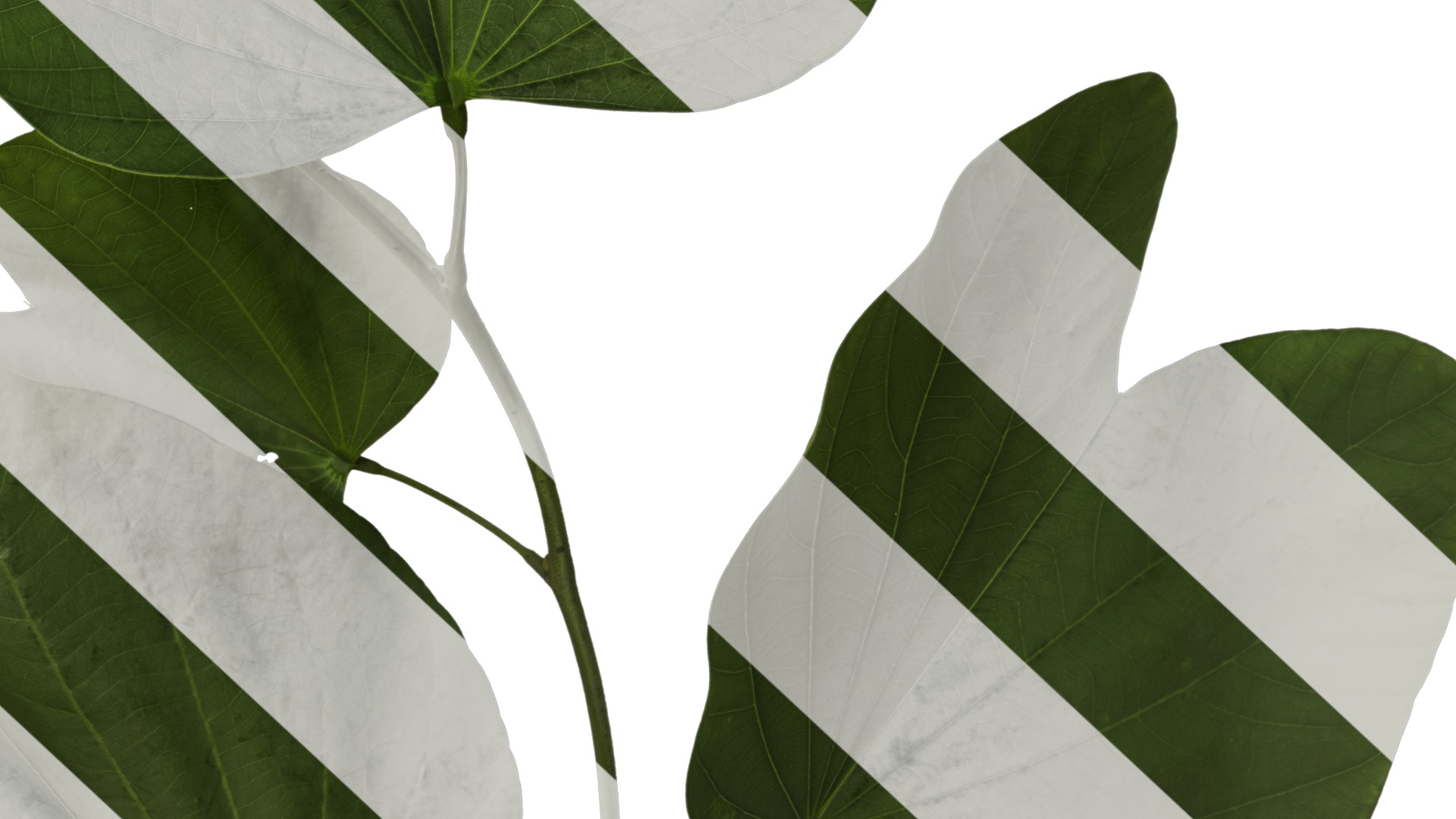 Bauhinia variegata Low-poly 3D model_8