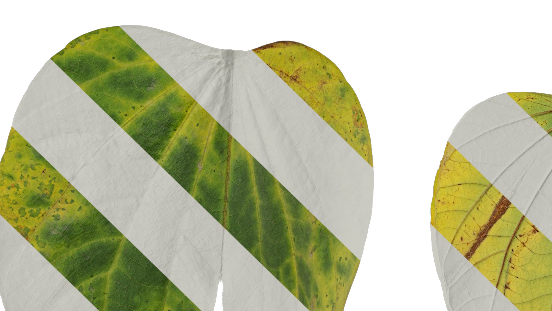 Bauhinia variegata Low-poly 3D model_83