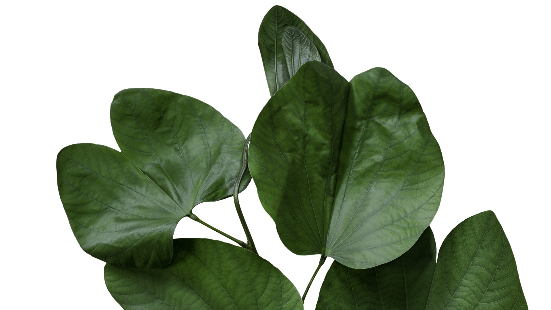 Bauhinia variegata Low-poly 3D model_10