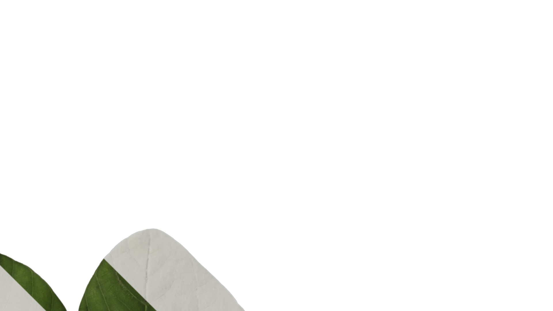 Bauhinia variegata Low-poly 3D model_4