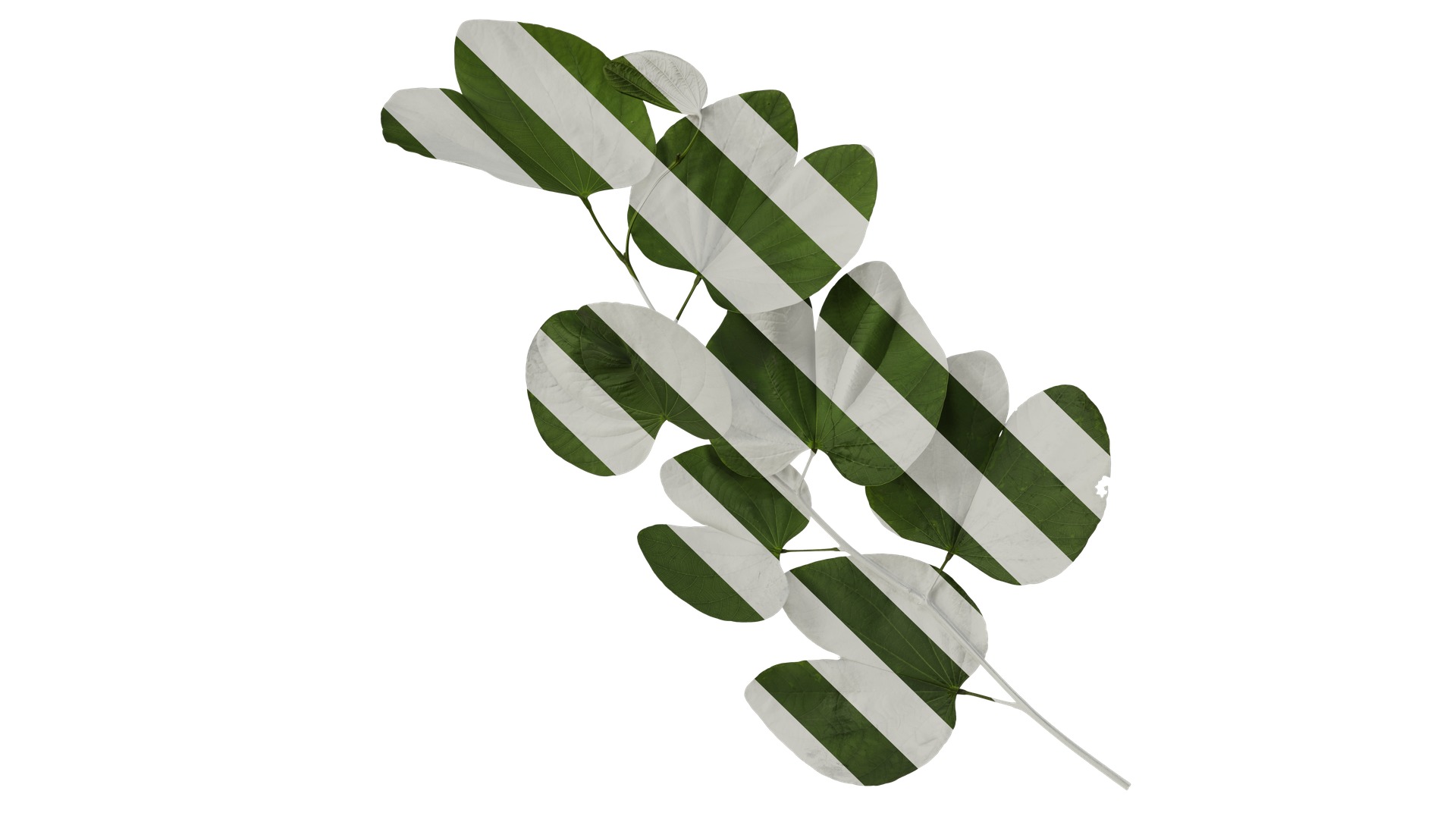 Bauhinia variegata Low-poly 3D model_21