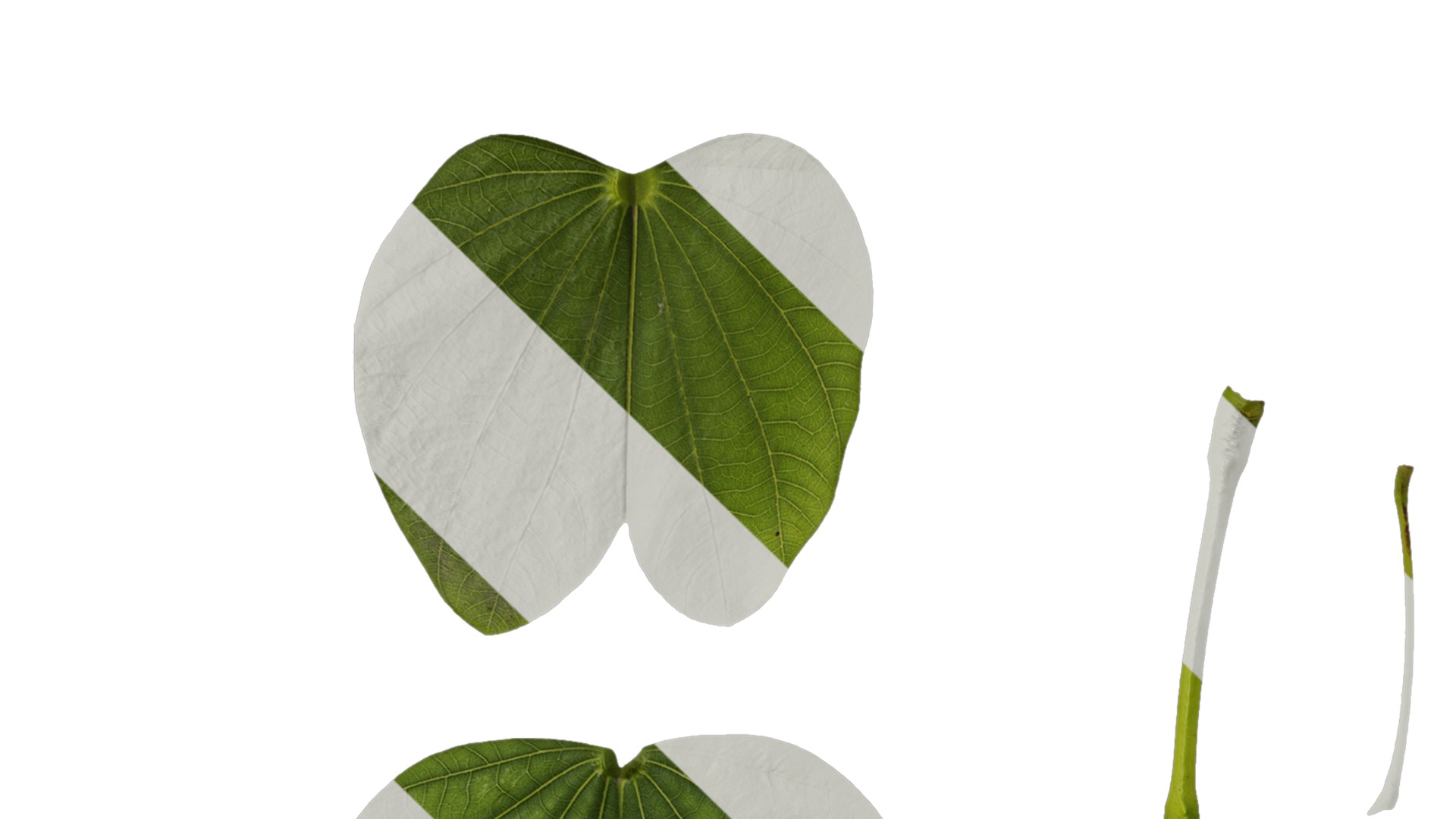 Bauhinia variegata Low-poly 3D model_69