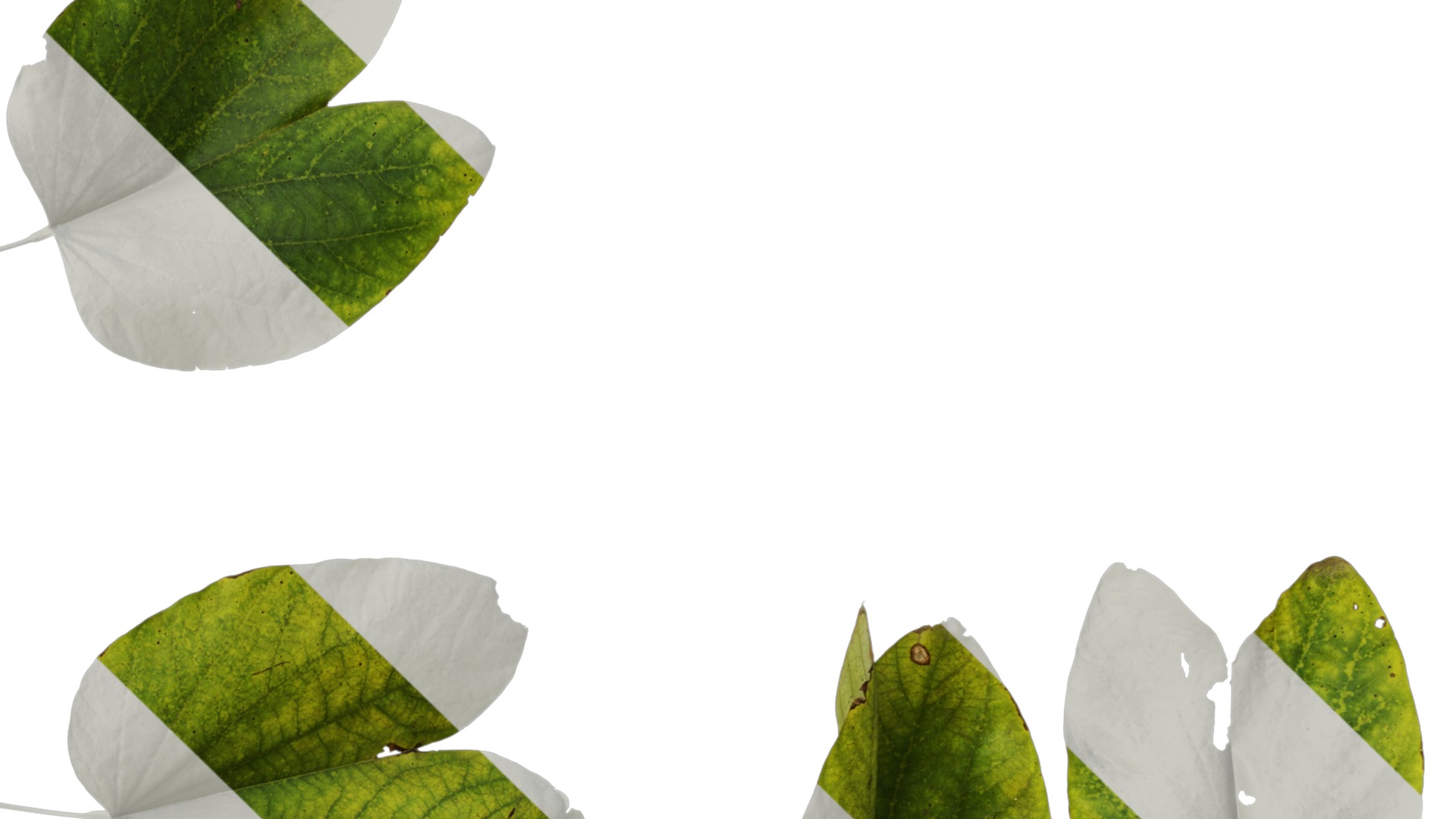 Bauhinia variegata Low-poly 3D model_34