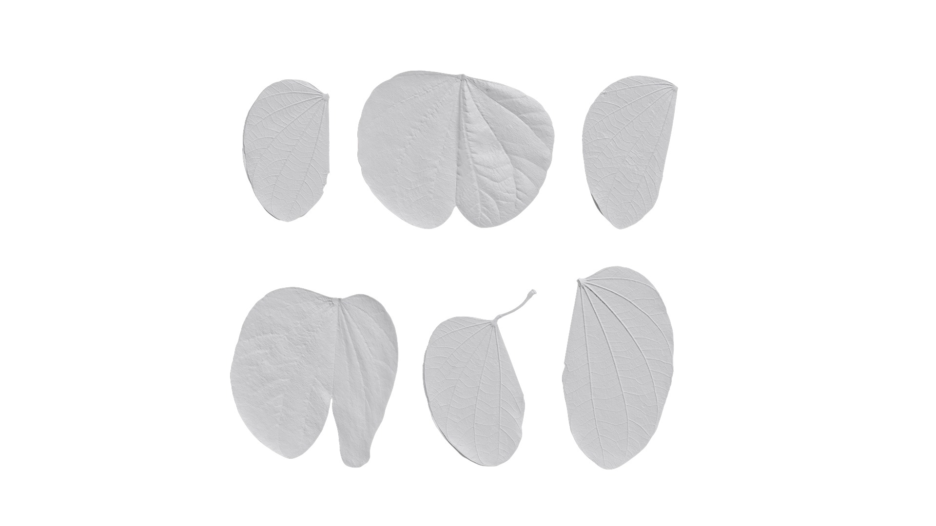 Bauhinia variegata Low-poly 3D model_77