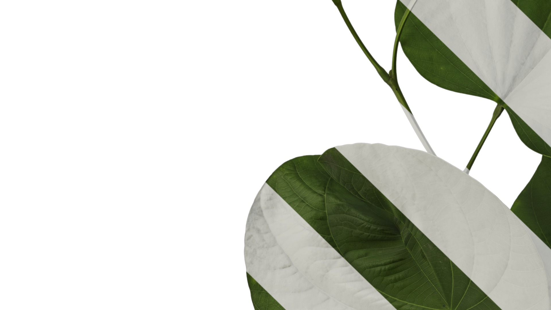 Bauhinia variegata Low-poly 3D model_24