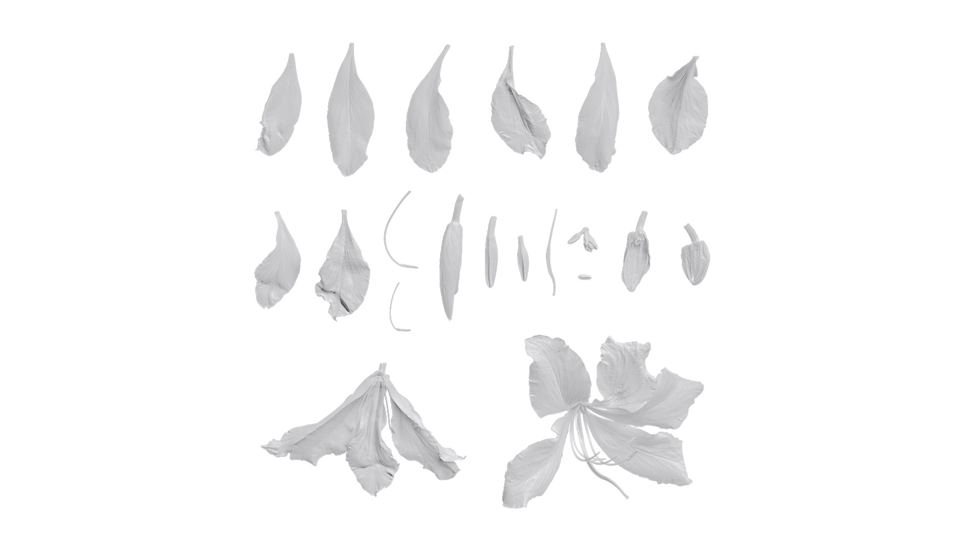 Bauhinia variegata Low-poly 3D model_49