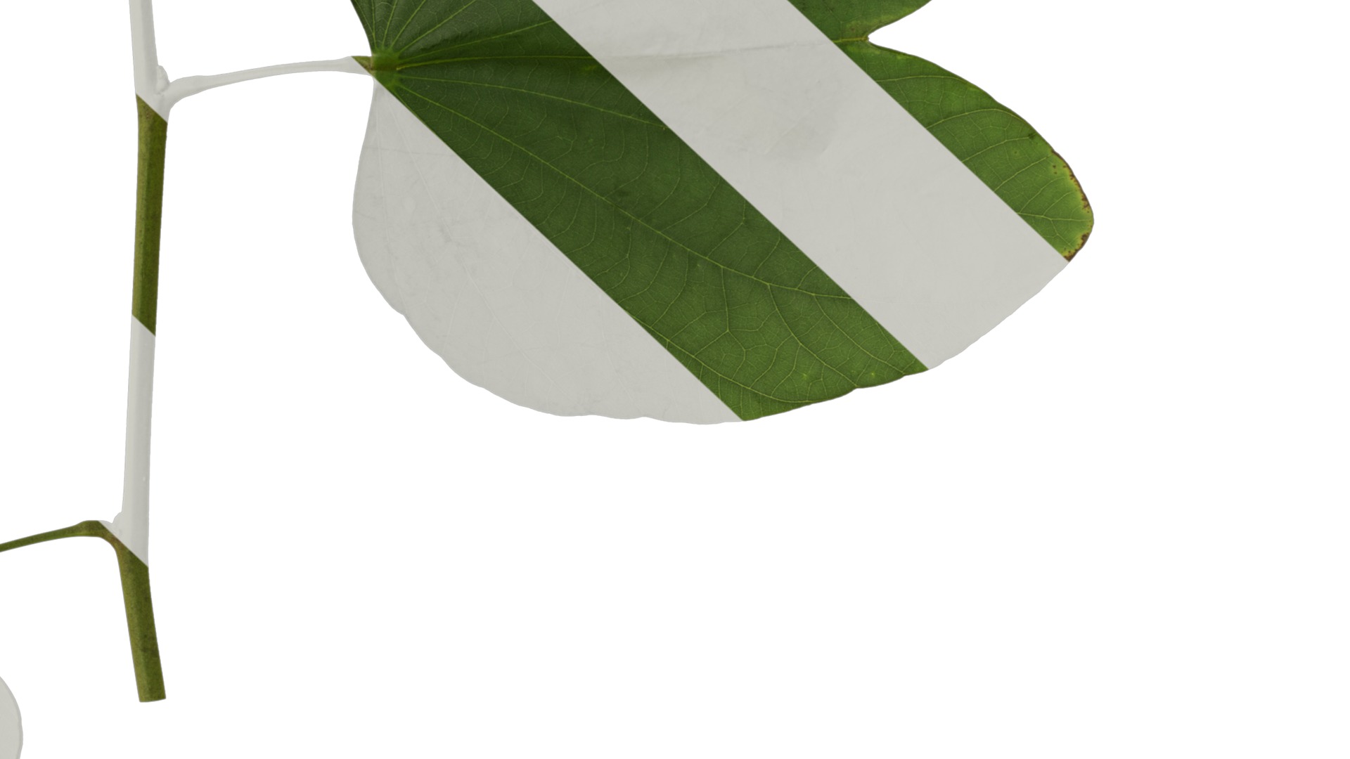 Bauhinia variegata Low-poly 3D model_94