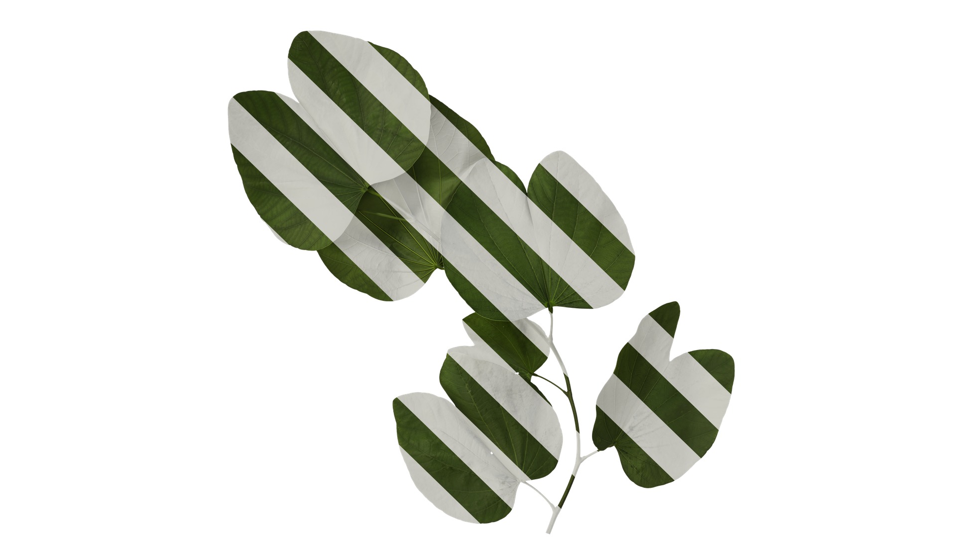 Bauhinia variegata Low-poly 3D model_2