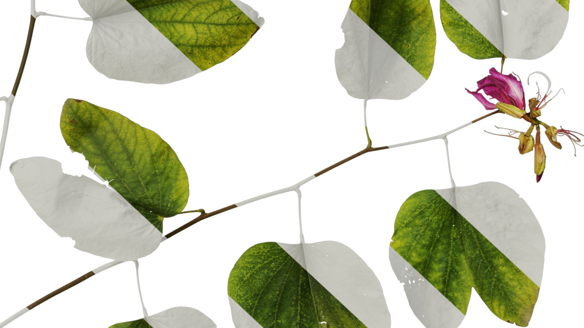 Bauhinia variegata Low-poly 3D model_36