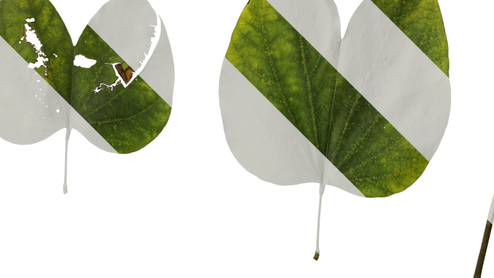 Bauhinia variegata Low-poly 3D model_99