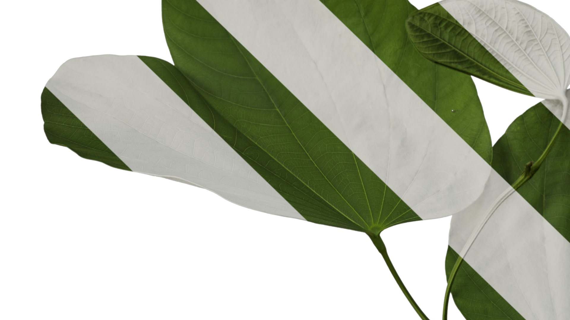 Bauhinia variegata Low-poly 3D model_22