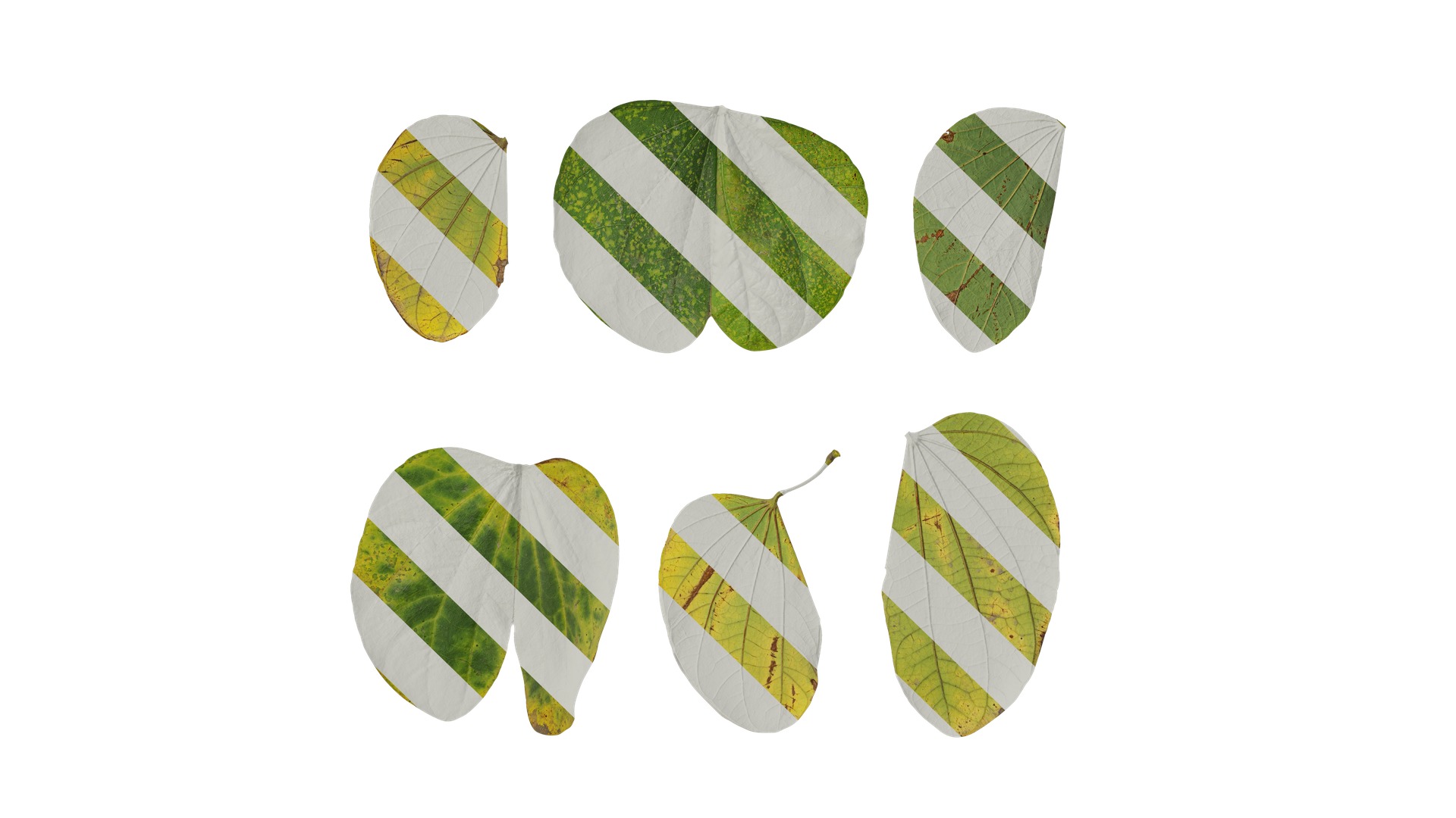 Bauhinia variegata Low-poly 3D model_78